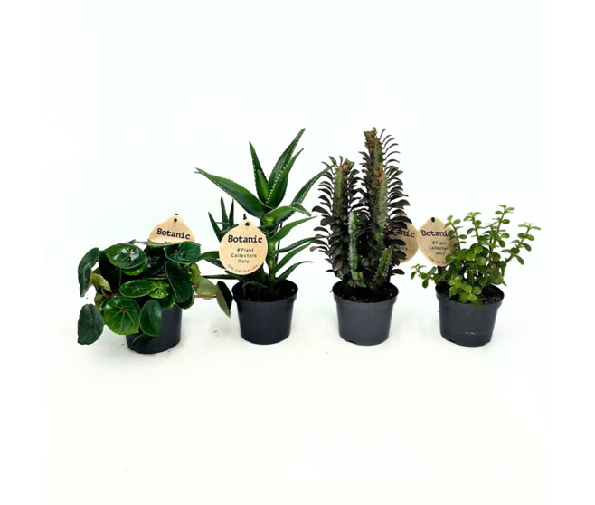 PLANTES VERTES VARIEES