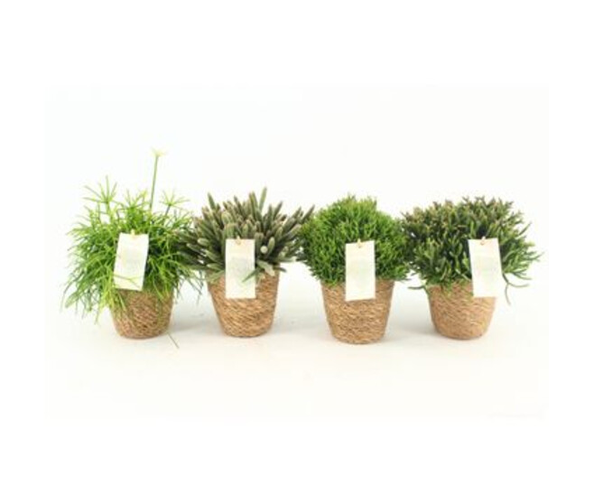 RHIPSALIS VARIES