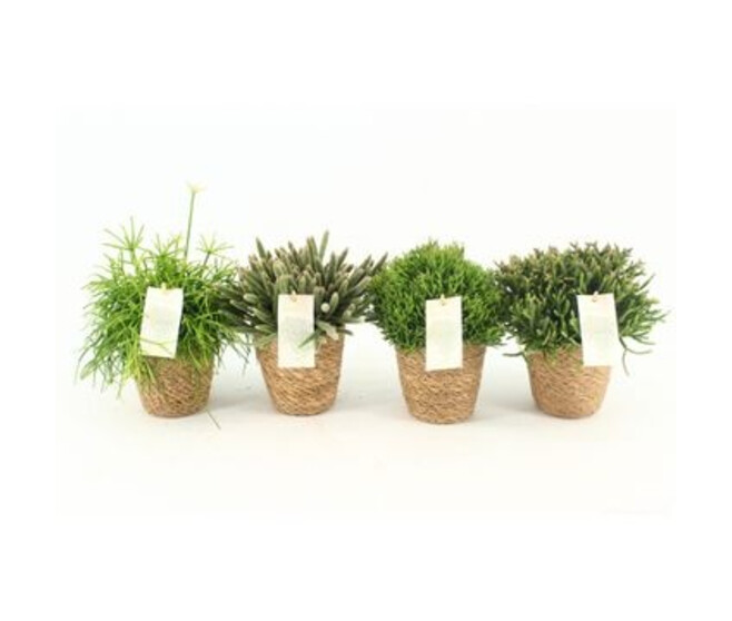 RHIPSALIS VARIES