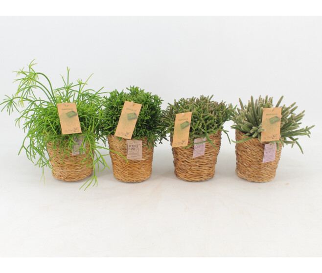 RHIPSALIS VARIES