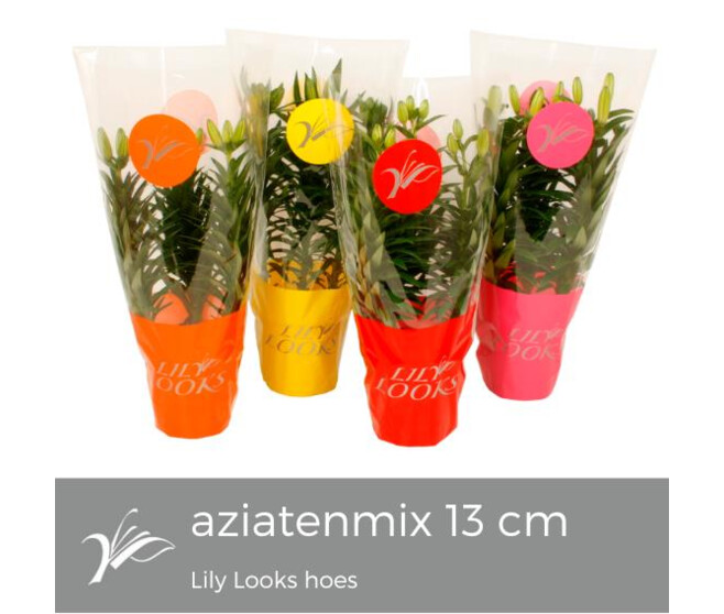 LILIUM ASIATIQUE VARIES 3PP