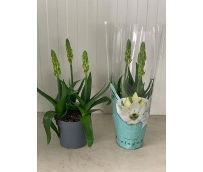 ORNITHOGALUM 3PP BLANC