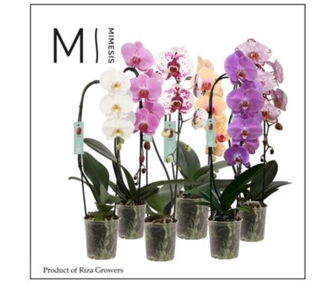 PHALAENOPSIS 1BR BLANC CASCADE