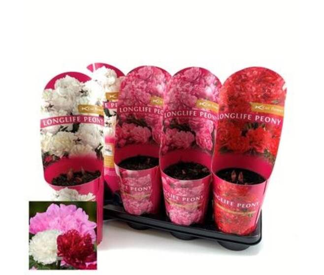 PAEONIA PIVOINE VARIEES