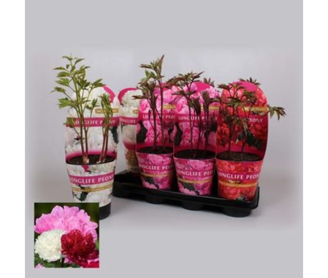 PAEONIA PIVOINE VARIEES