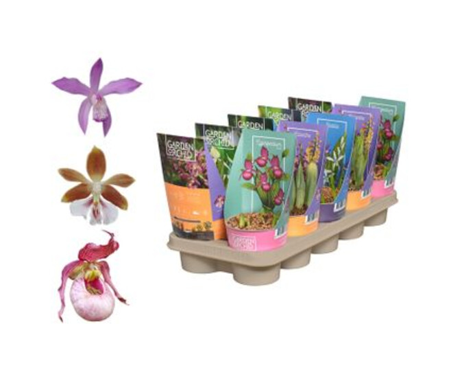 ORCHIDEES 3BR VARIEES