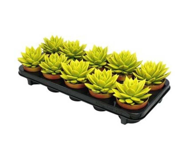ECHEVERIA TEINTE JAUNE