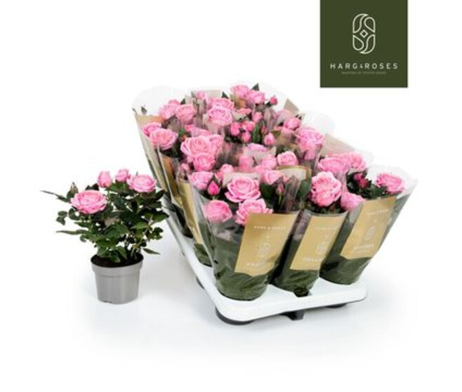 ROSIER KORDANA ROSE