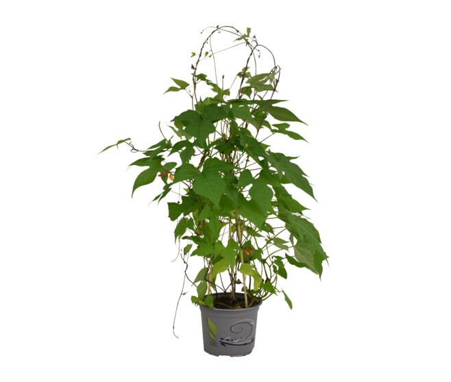 MINA LOBATA