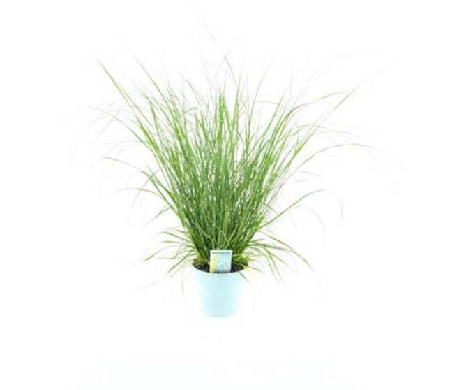 PENNISETUM HAMELEN