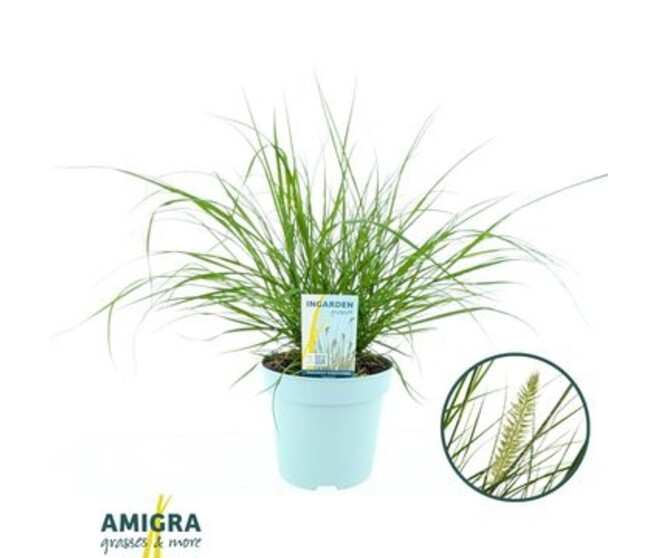 PENNISETUM HAMELEN