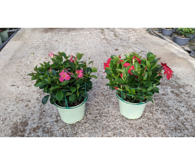 DIPLADENIA COLLECTION SOPAFIX P COLORE