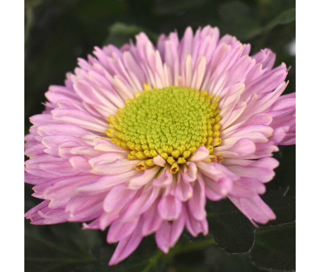 CHRYSANTHEME COCKTAIL