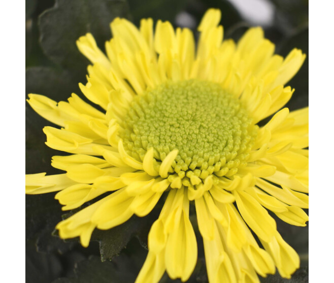 CHRYSANTHEME COCKTAIL