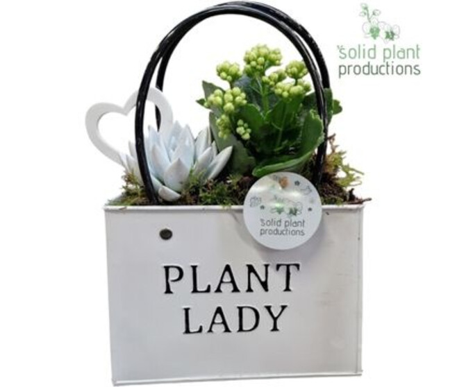 COMPO 3 PLANTES ZINC