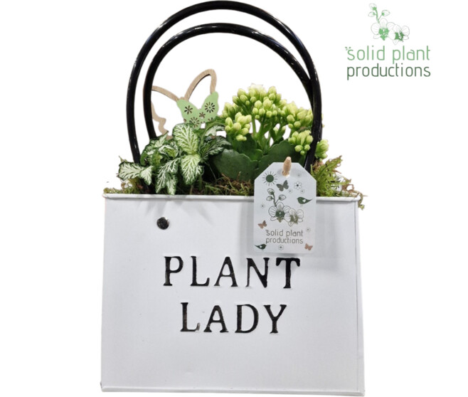 COMPO 3 PLANTES ZINC