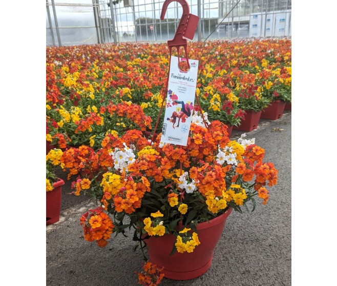 SUNSATIA SUSP P COLORE