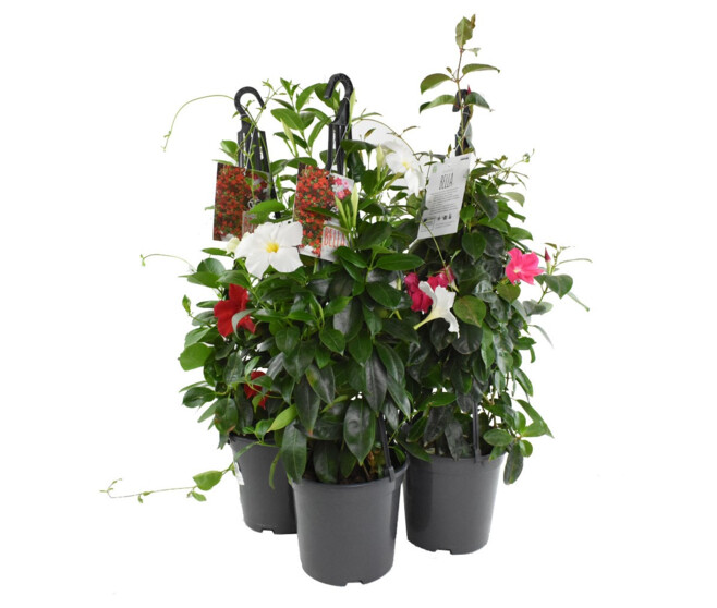 DIPLADENIA COLLECTION PYRAM SUSP P COLORE