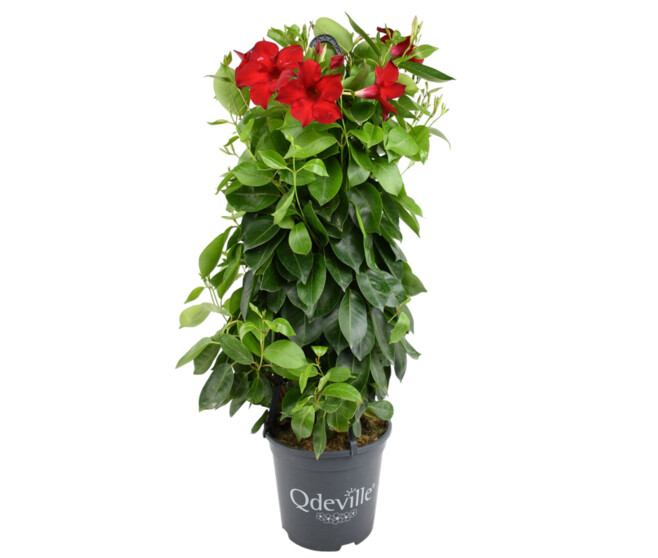 DIPLADENIA COLLECTION PYRAM SUSP P COLORE