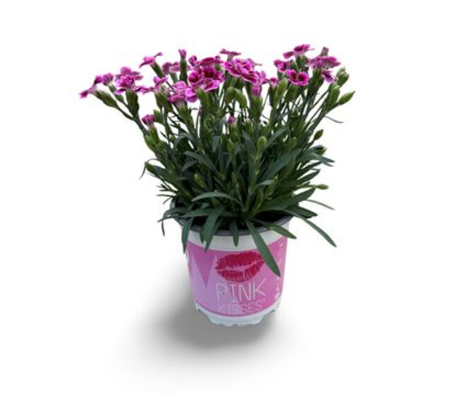 OEILLET PINK KISSES