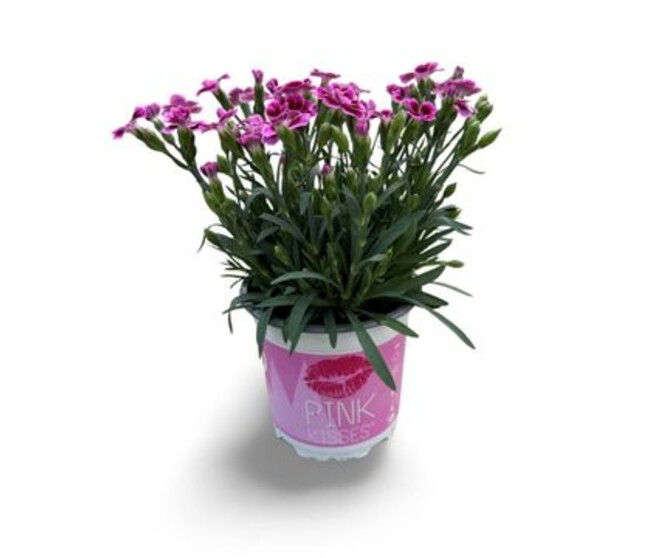 OEILLET PINK KISSES