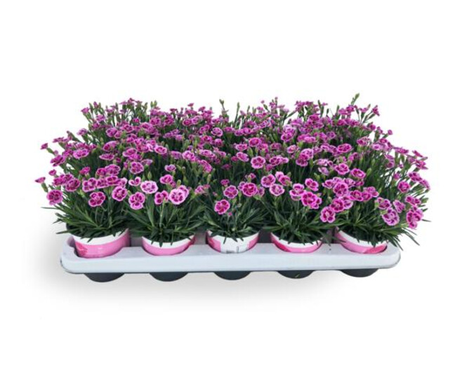 OEILLET PINK KISSES