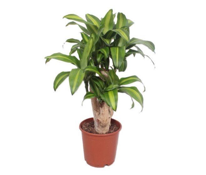 DRACAENA MASSANGEANA RAMIFIE