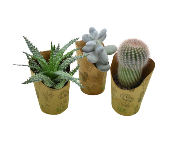 CACTUS VARIES