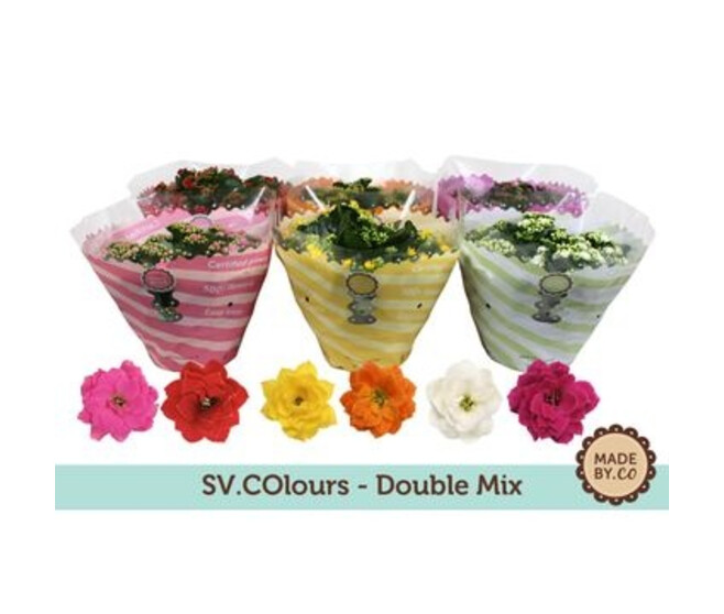 KALANCHOE FL DBLE COUPE
