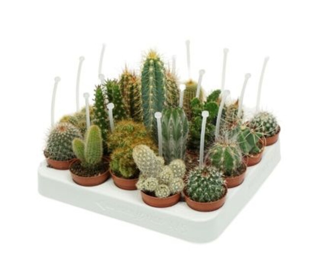 CACTUS VARIES
