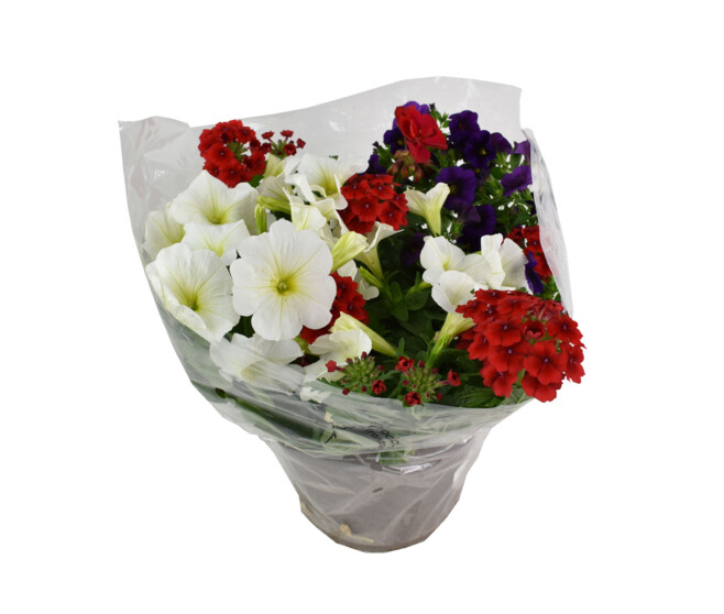 PLANTES MASSIF MELANGE P COLORE