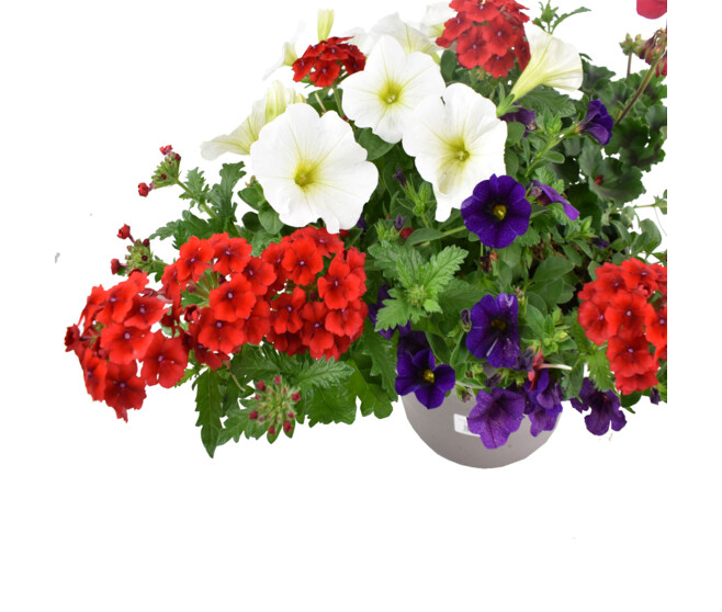 PLANTES MASSIF MELANGE P COLORE