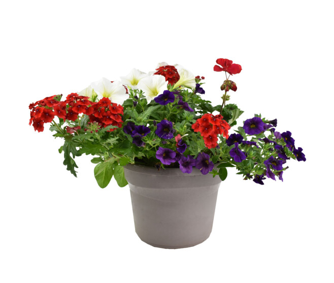 PLANTES MASSIF MELANGE P COLORE