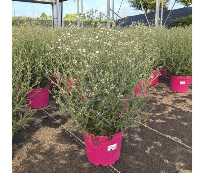 GYPSOPHILA