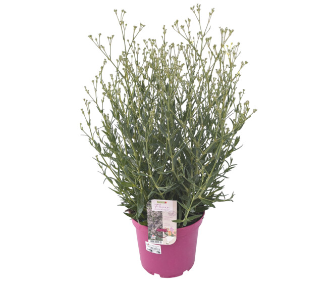 GYPSOPHILA