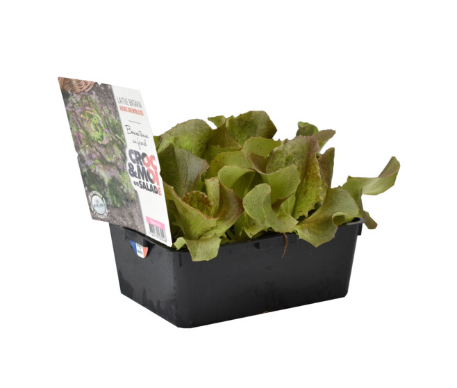 BATAVIA ROUGE GRENOBLOISE BQ12