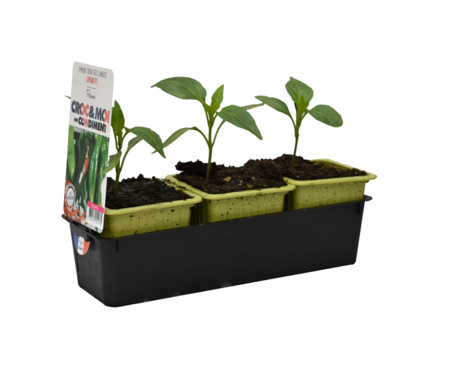 PIMENT DOUX LONG DES LANDES BQ3