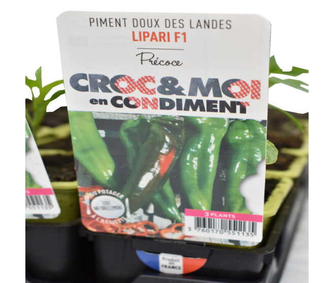 PIMENT DOUX LONG DES LANDES BQ3