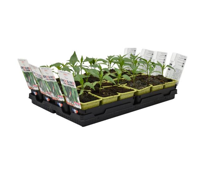 PIMENT DOUX LONG DES LANDES BQ3