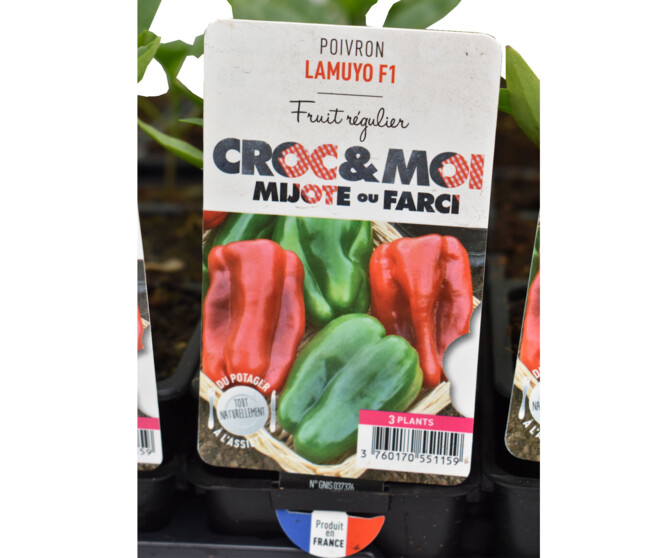 POIVRON LAMUYO BQ3