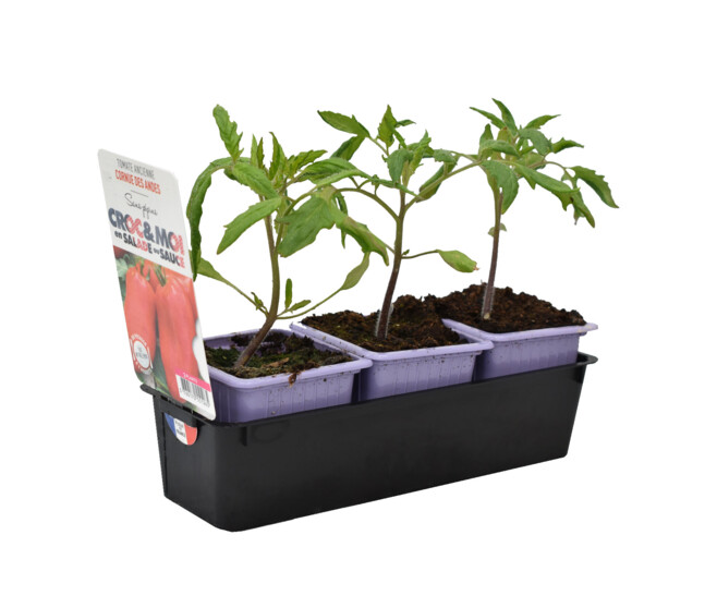 TOMATE ANDINE CORNUE BQ3