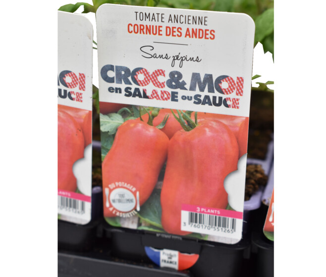 TOMATE ANDINE CORNUE BQ3