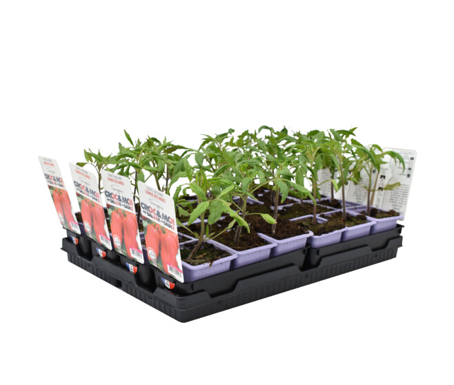TOMATE ANDINE CORNUE BQ3