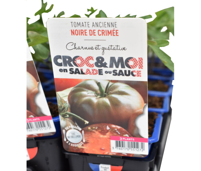 TOMATE NOIRE DE CRIMEE BQ3