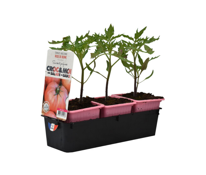 TOMATE ROSE DE BERNE BQ3