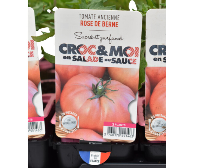 TOMATE ROSE DE BERNE BQ3