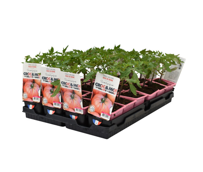 TOMATE ROSE DE BERNE BQ3