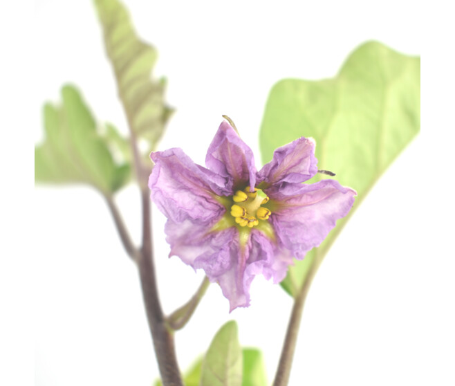AUBERGINE BALUROI