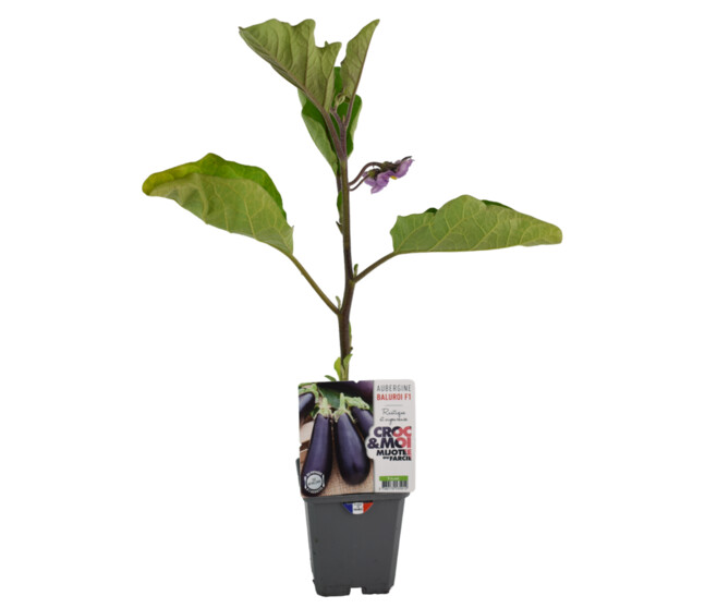 AUBERGINE BALUROI