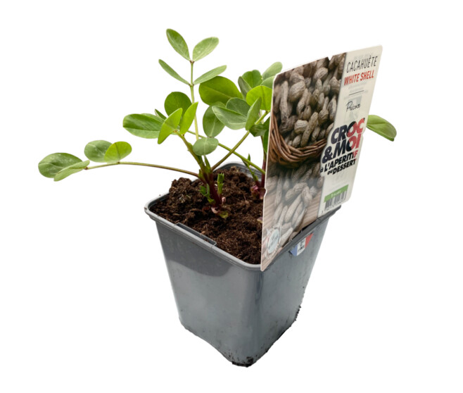 ARACHIS CACAHUETE WHITE SHELL